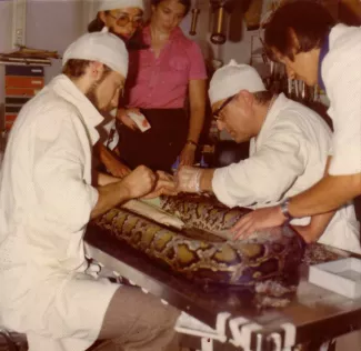 Dr . Wieselthaler Sen , A Vet Is Operating On A 6 M Long Python